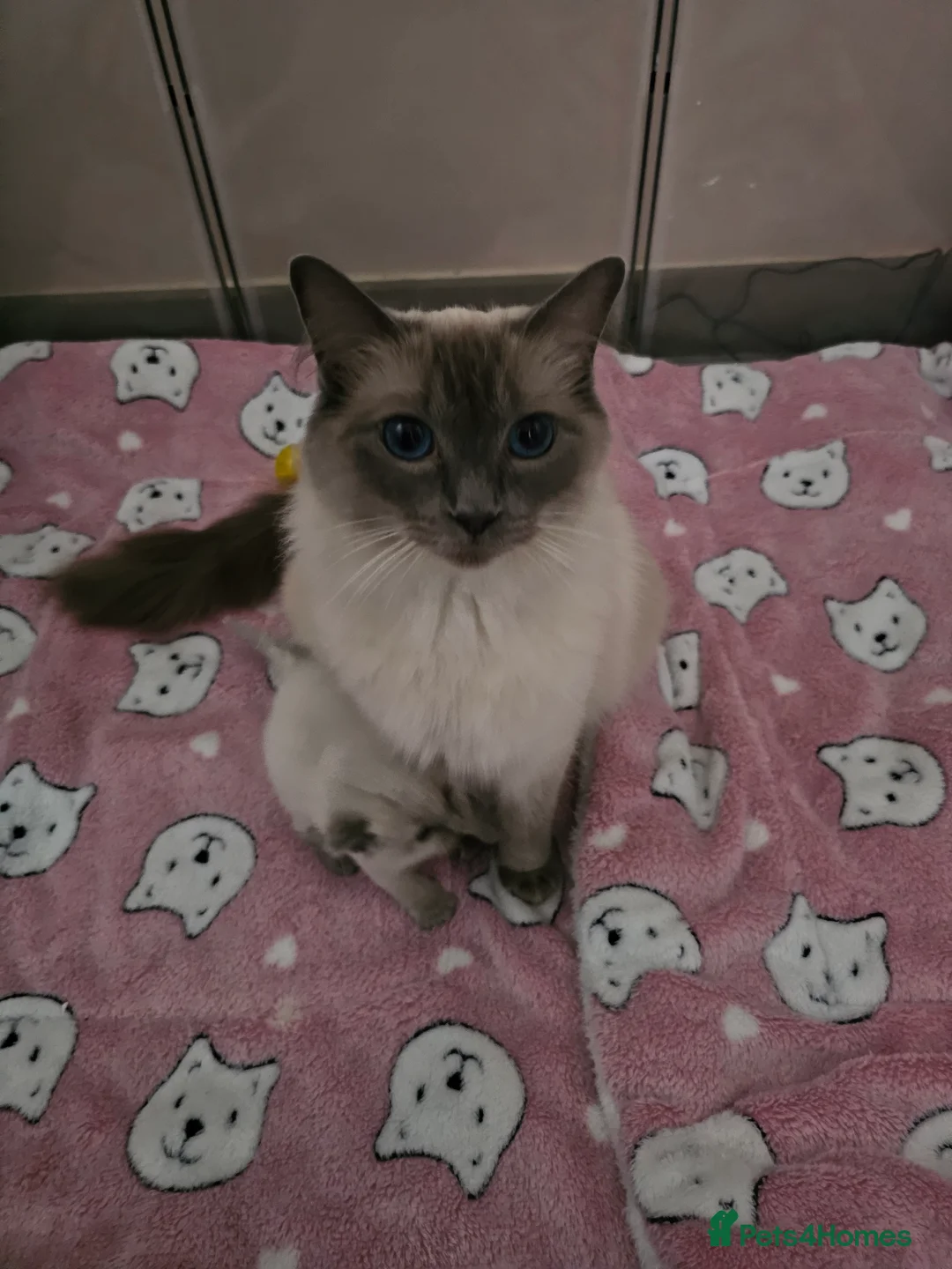 Ragdoll cats for sale: Ragdoll kittens  - Advert 1