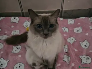 Ragdoll cats Ragdoll kittens in Selkirk - Advert 2