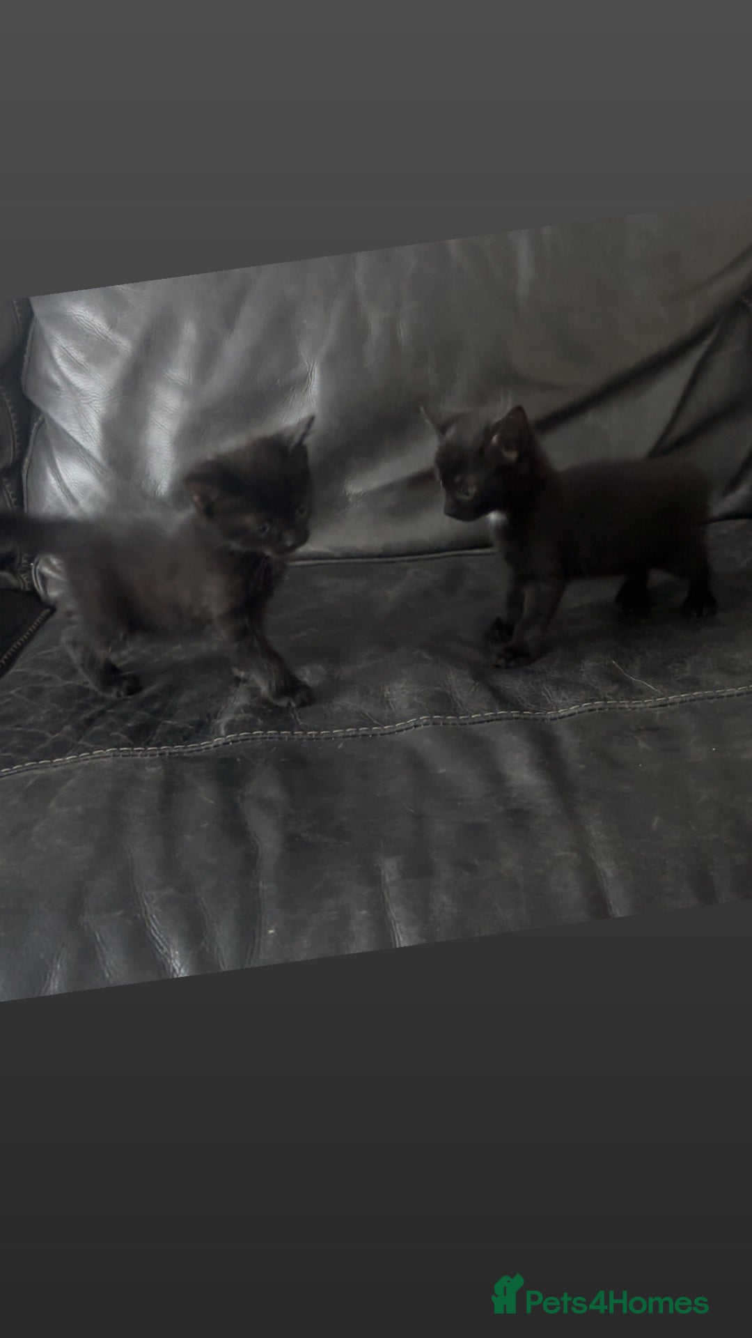 Mixed Breed cats for sale: Cuddly mixed breed kittens - Image 9