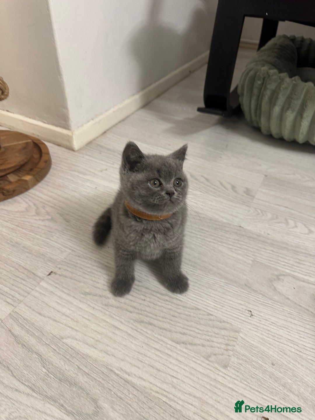 British Shorthair cats for sale: BEAUTIFUL BABY BLUE KITTENS  - Image 6
