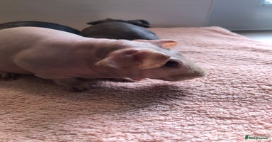 Guinea Pig rodents - Advert 6