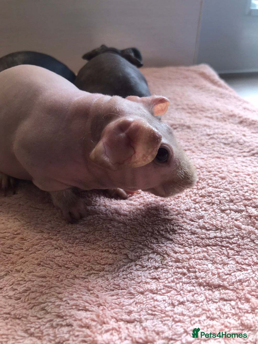 Guinea Pig rodents for sale: Super Skinny Pig Boars - Image 3