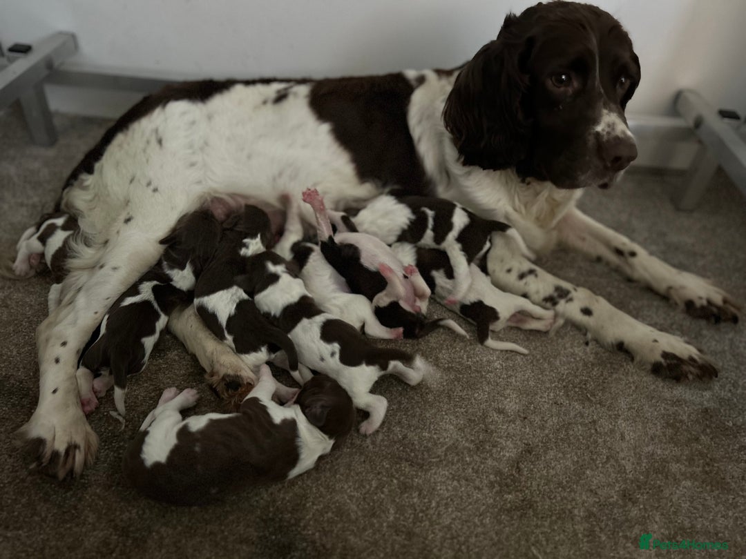 English Springer Spaniel dogs for sale: KC Working Springer Spaniel Puppies - Image 5