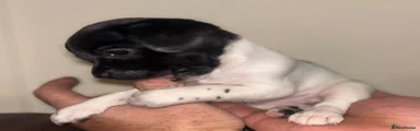 Sprocker 2