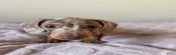 Miniature Dachshund dogs for sale: Mini Dachshund– Comes With All Supplies, Documents - Advert 3