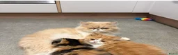 Persian cats for sale: Stunning persian kittens  - Advert 2