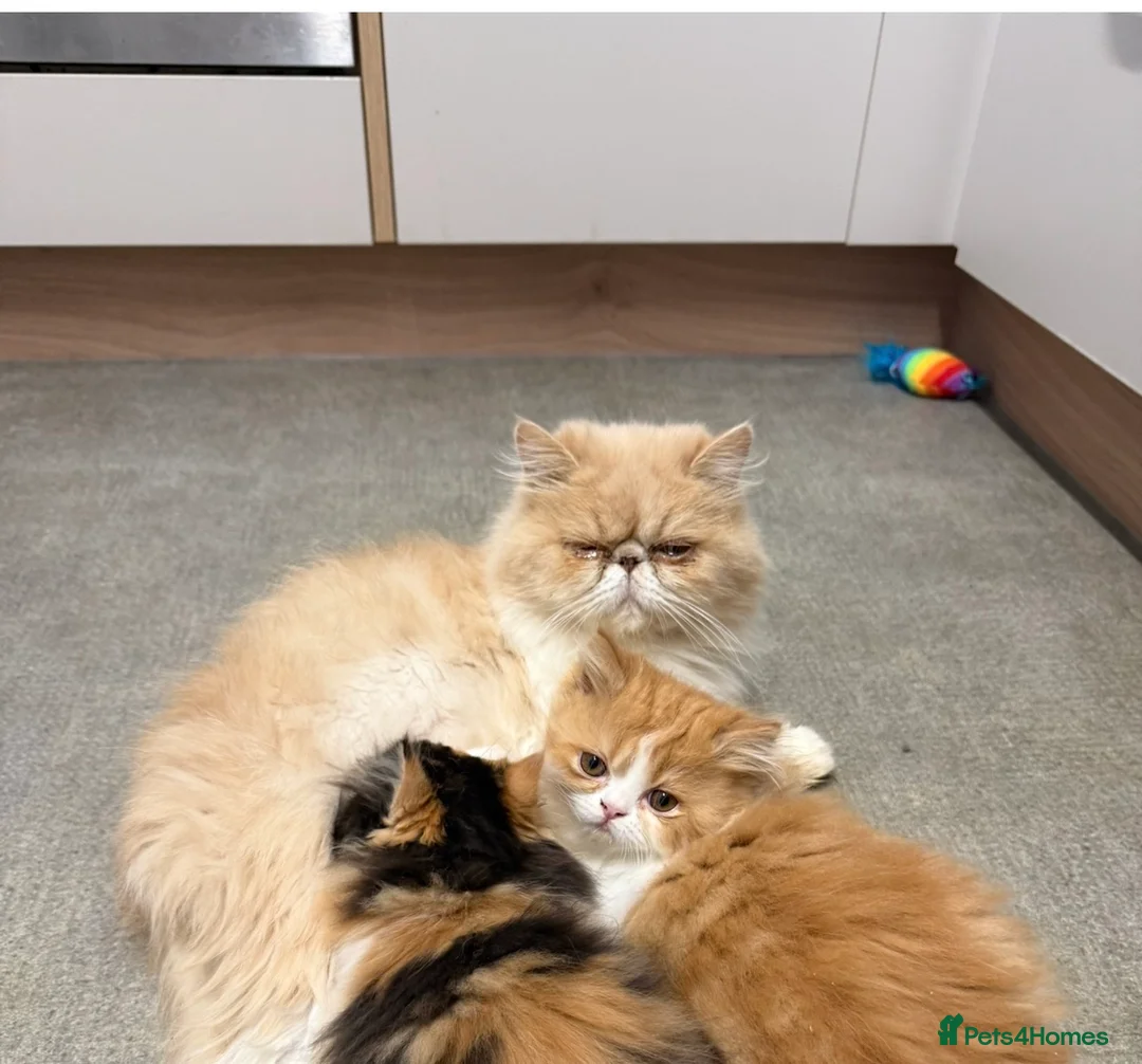 Persian cats for sale: Stunning persian kittens  - Advert 2