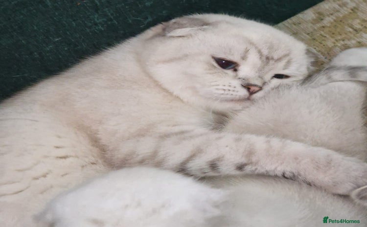 Scottish Fold cats - Advert 13