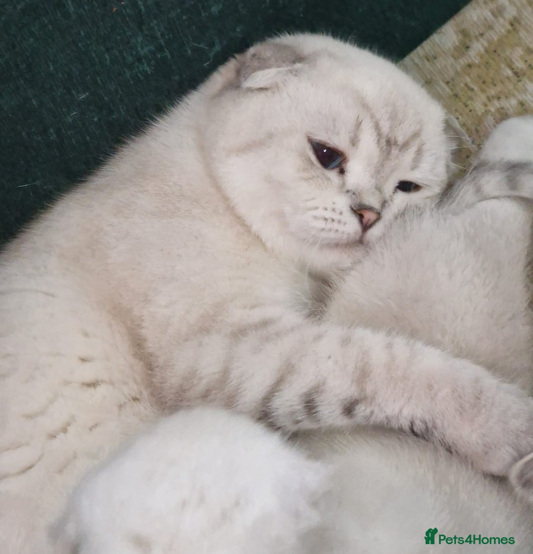 Scottish Fold cats for sale: Scottish Fold Kittens - Image 1