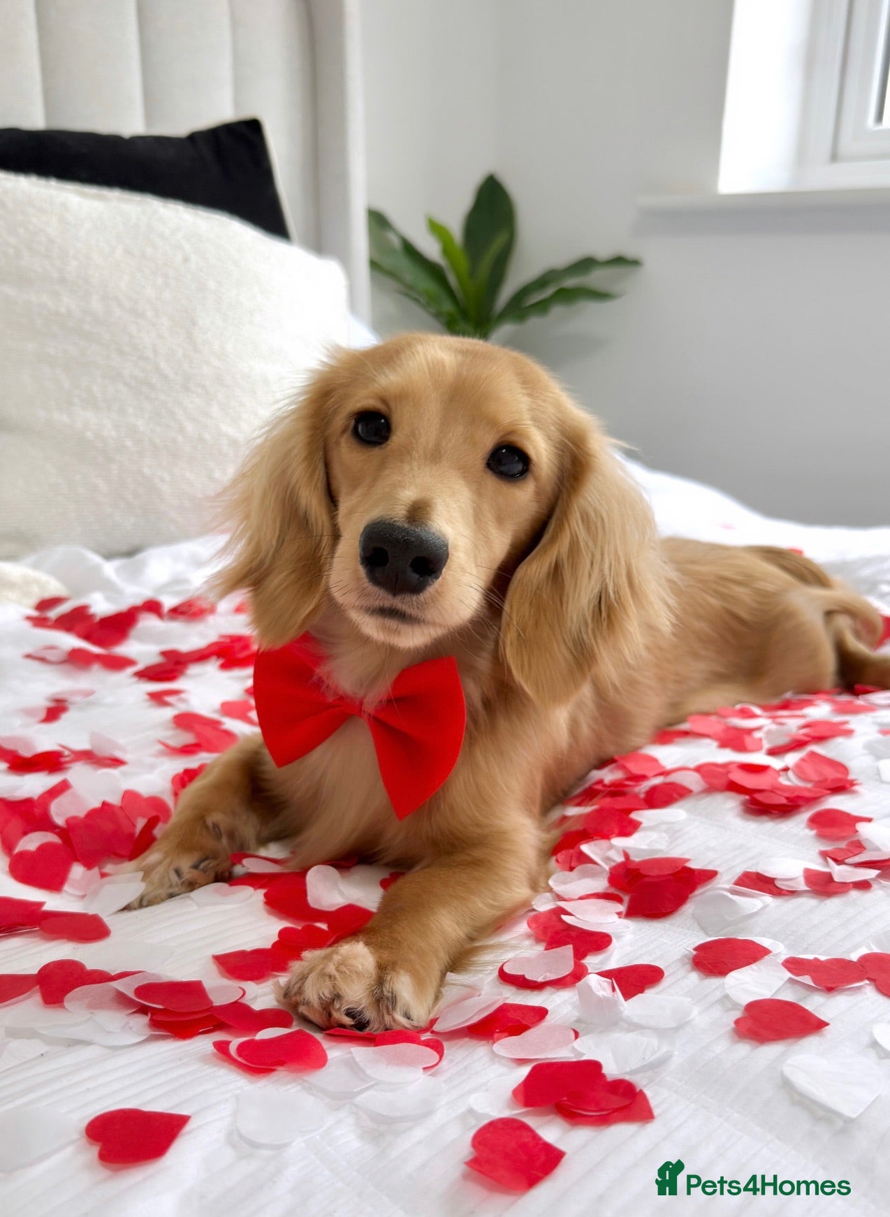 Miniature Dachshund dogs KC Miniature Long Hair Dachshund stud - Advert 3