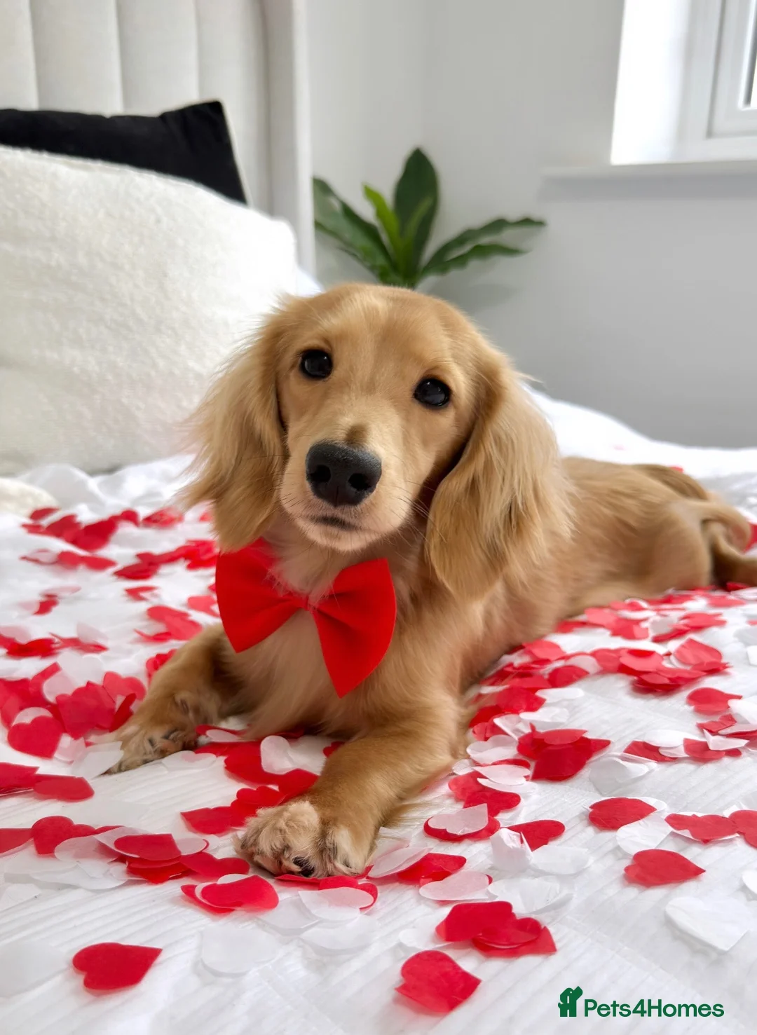 Miniature Dachshund dogs for stud: KC Miniature Long Hair Dachshund stud - Advert 1
