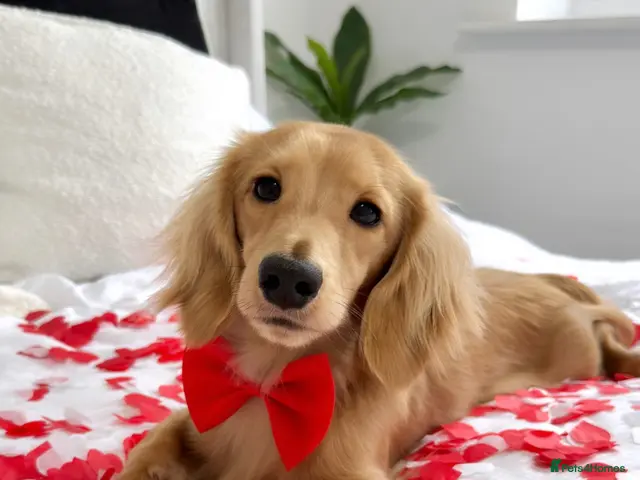 Miniature Dachshund dogs for stud: KC Miniature Cream Long Hair Dachshund stud - Advert 1