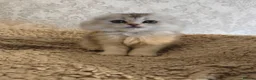Scottish Fold cats for sale: Scottish fold tica active registered longhaired  - Advert 8