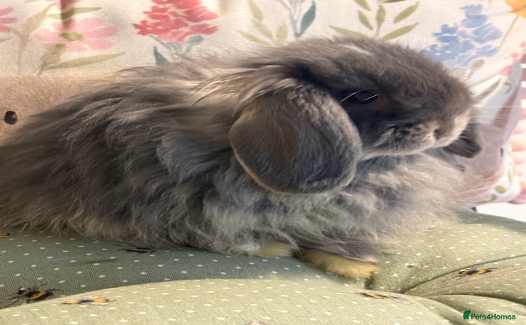 Mini Lop rabbits - Advert 2