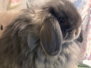 Mini Lop rabbits - Advert 10