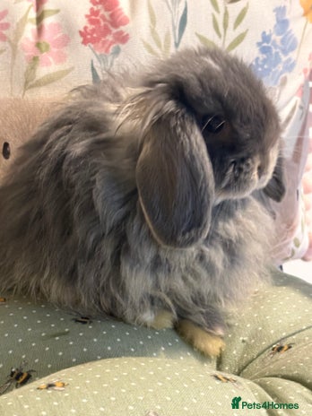 Mini Lop rabbits - Advert 2