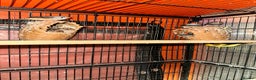Finches birds for sale: Cage with 12/15 zebra finches and 3 canaries  - Advert 4