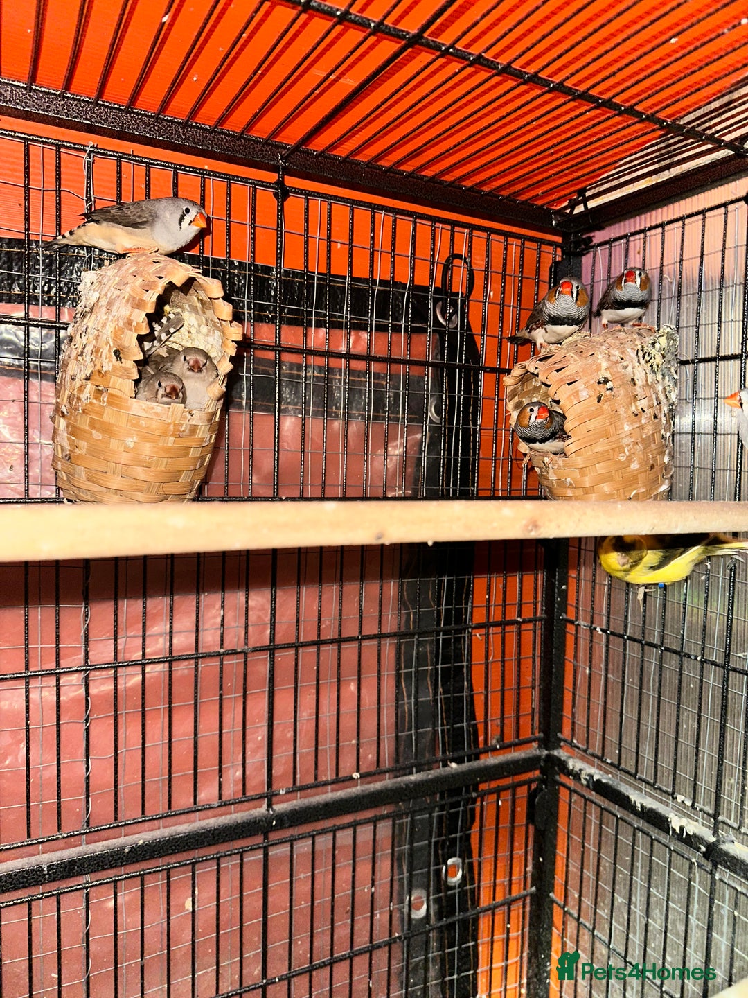Finches birds for sale: Cage with 12/15 zebra finches and 3 canaries  - Advert 4