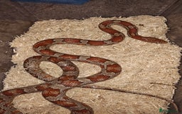 Corn Snake reptiles for sale: Breeding group  - Image 3