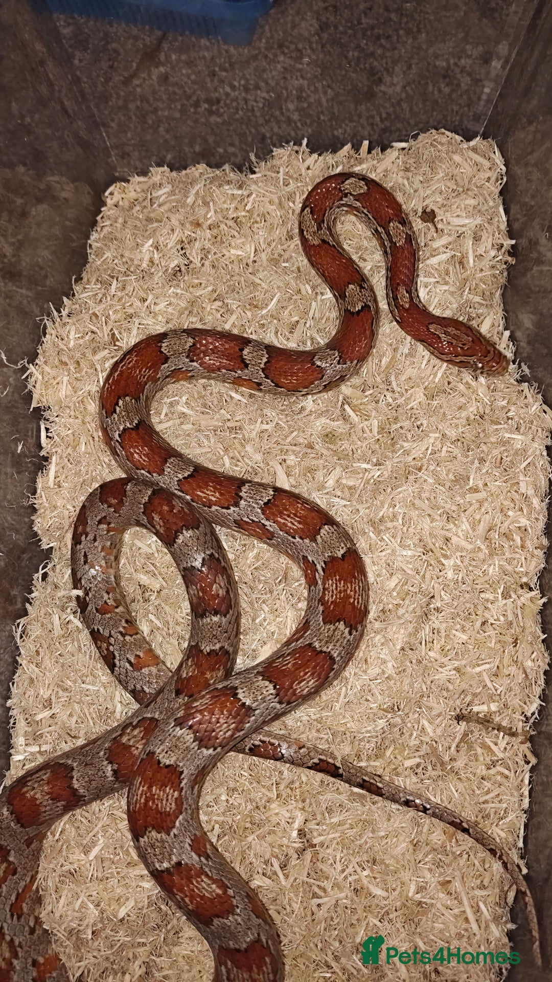 Corn Snake reptiles for sale: Breeding group  - Image 3