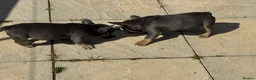 French Bulldog dogs for sale: Top Quality French Bulldog Puppies - Advert 5