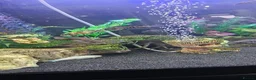 Cichlids fish for sale: Juwel fish tanks with everything  in Worksop - Advert 10