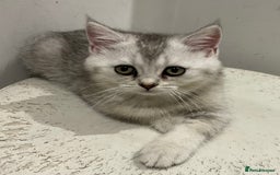 British Shorthair cats for sale: 😻Beautiful BSH Active GCF Kittens🌈 Ready Now! - Image 15