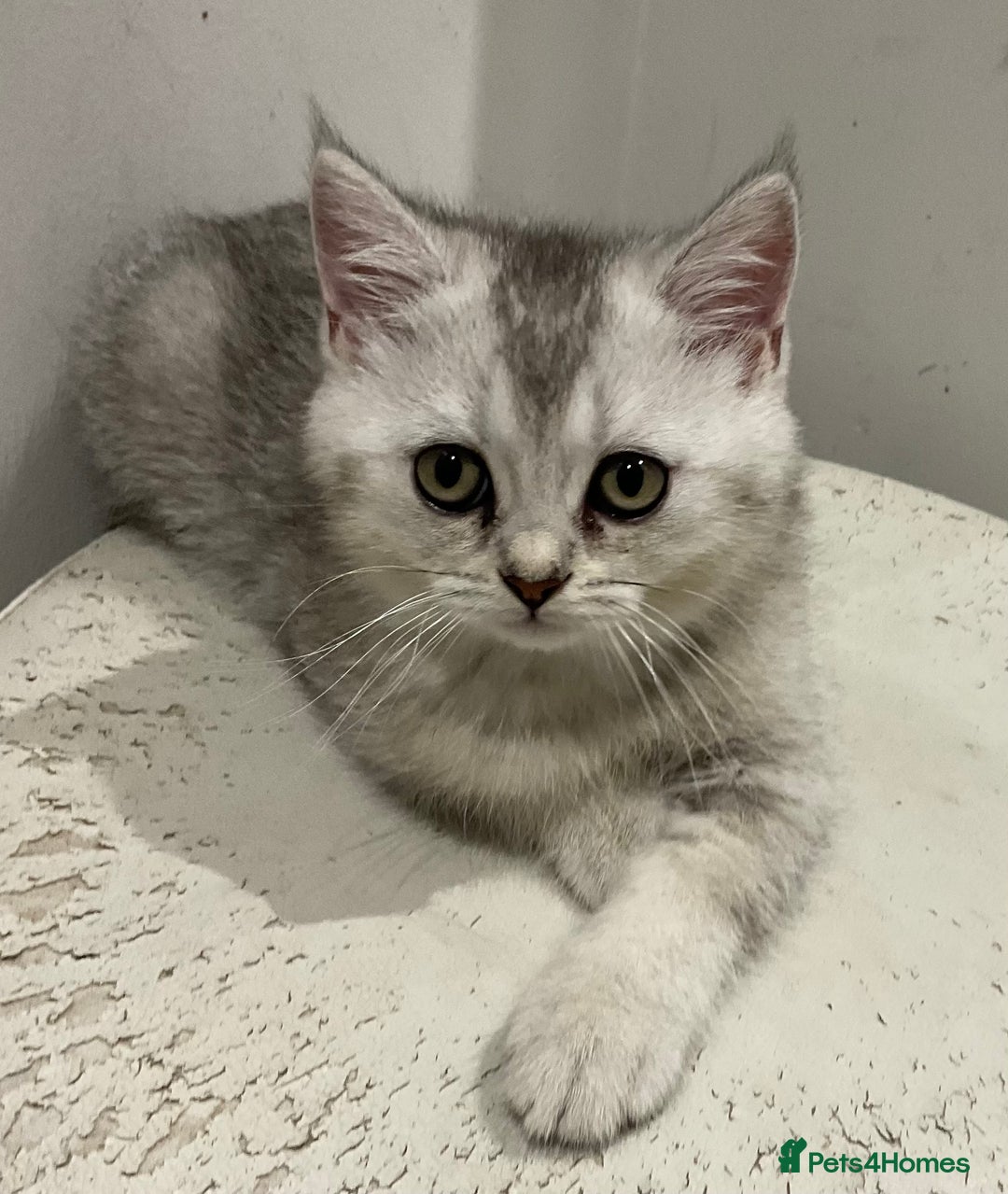 British Shorthair cats for sale: 😻Beautiful BSH Active GCF Kittens🌈 Ready Now! - Image 15