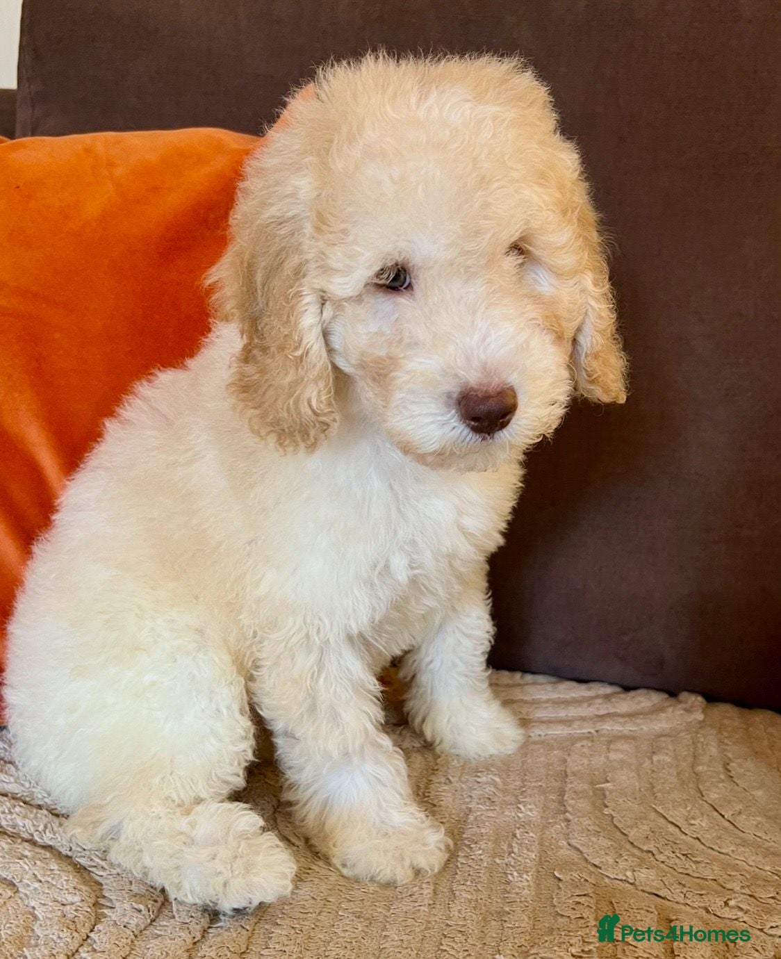 Labradoodle dogs LAST 1!! Labradoodle puppy Fun Fluffy & READY NOW! - Advert 2