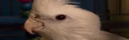 Cockatiels birds for sale: Albino Cockatiel–14 Weeks–Breeder Bred - Wetherby in Wetherby - Advert 3