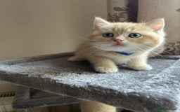British Shorthair cats for sale: 🐾 Gorgeous British Shorthair Kittens 🐾 - Image 4
