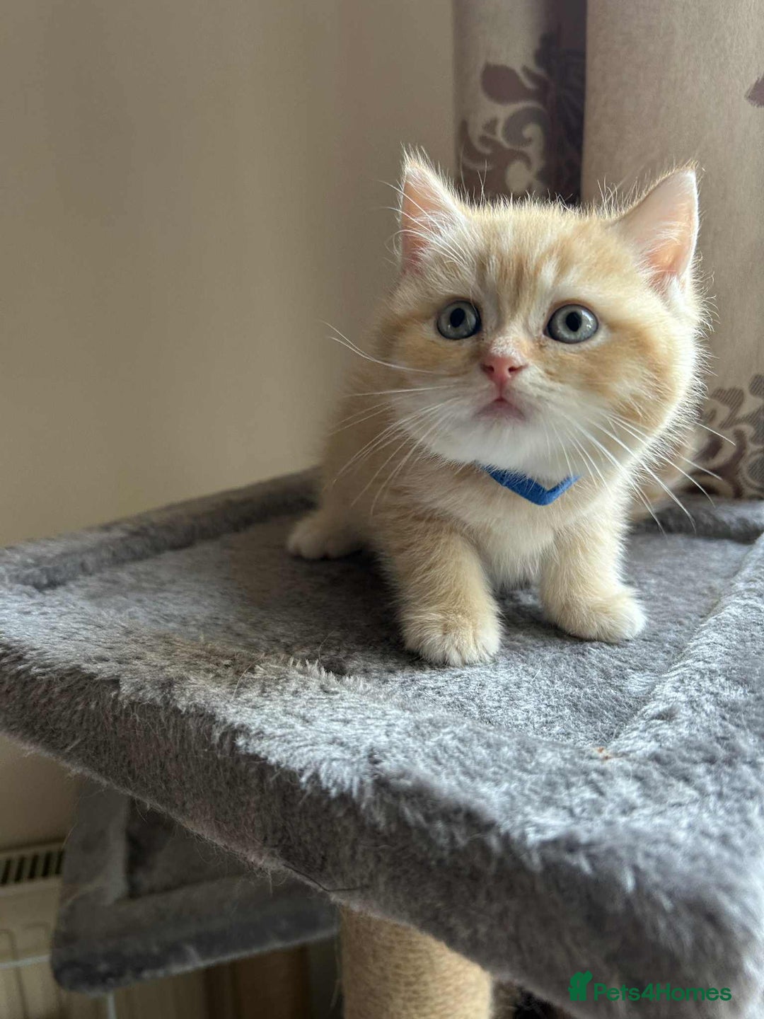 British Shorthair cats for sale: 🐾 Gorgeous British Shorthair Kittens 🐾 - Image 4