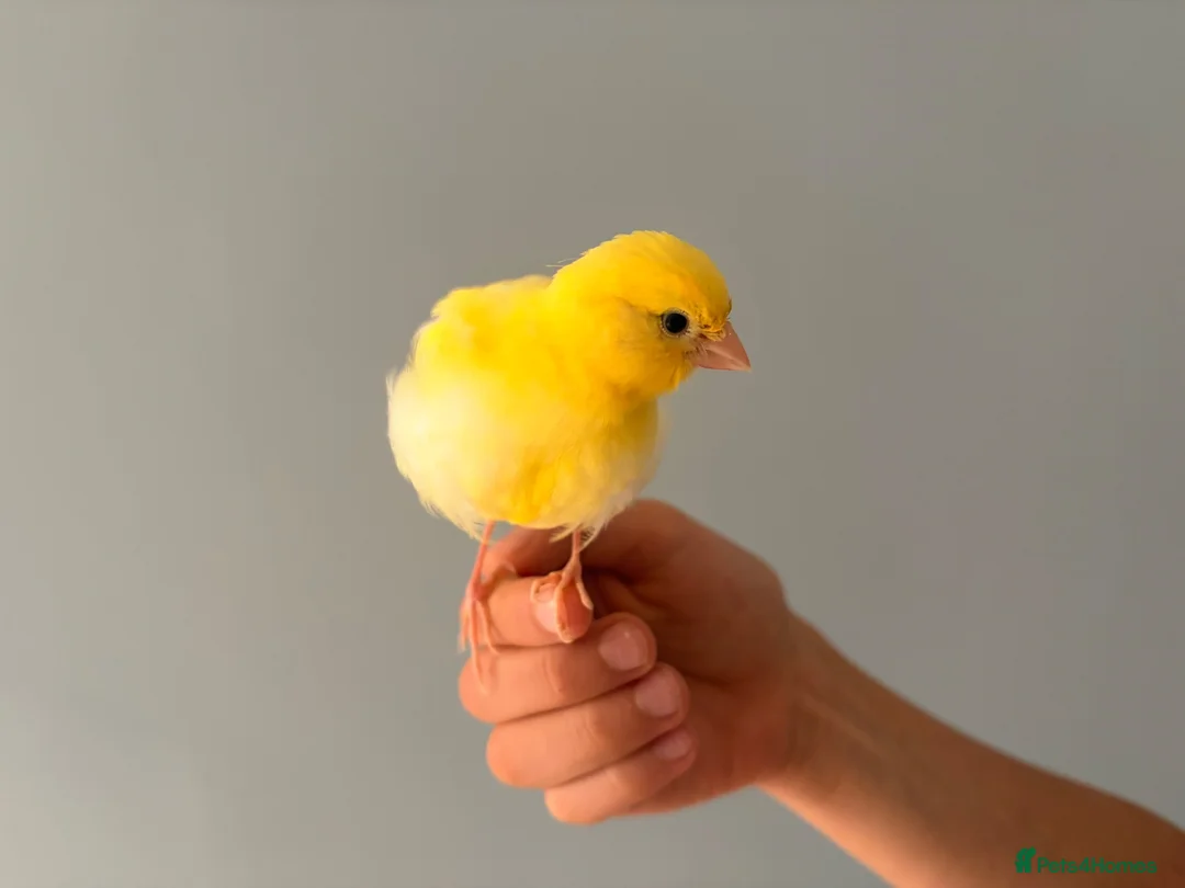 Canaries birds for sale: Yellow baby hand tamed canary - Advert 2