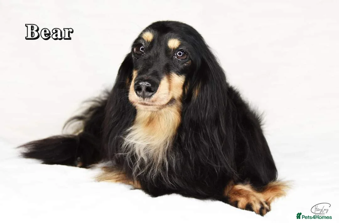 Miniature Dachshund dogs for stud: Black and Cream Longhair Miniature Boy - PRA Clear in Rochford - Advert 3