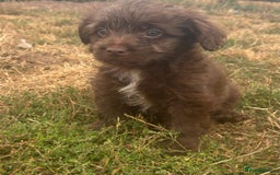 Mixed Breed dogs for sale: Froodle pups - Image 2
