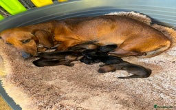 Miniature Dachshund dogs for sale: Miniture dashhounds  - Image 1