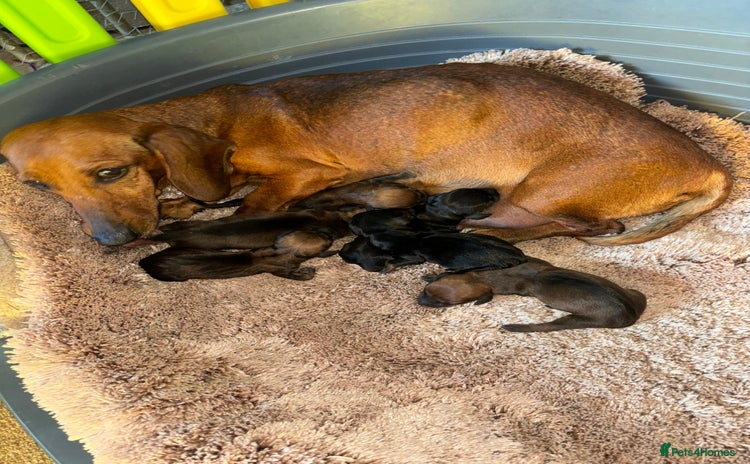 Miniature Dachshund dogs - Advert 2