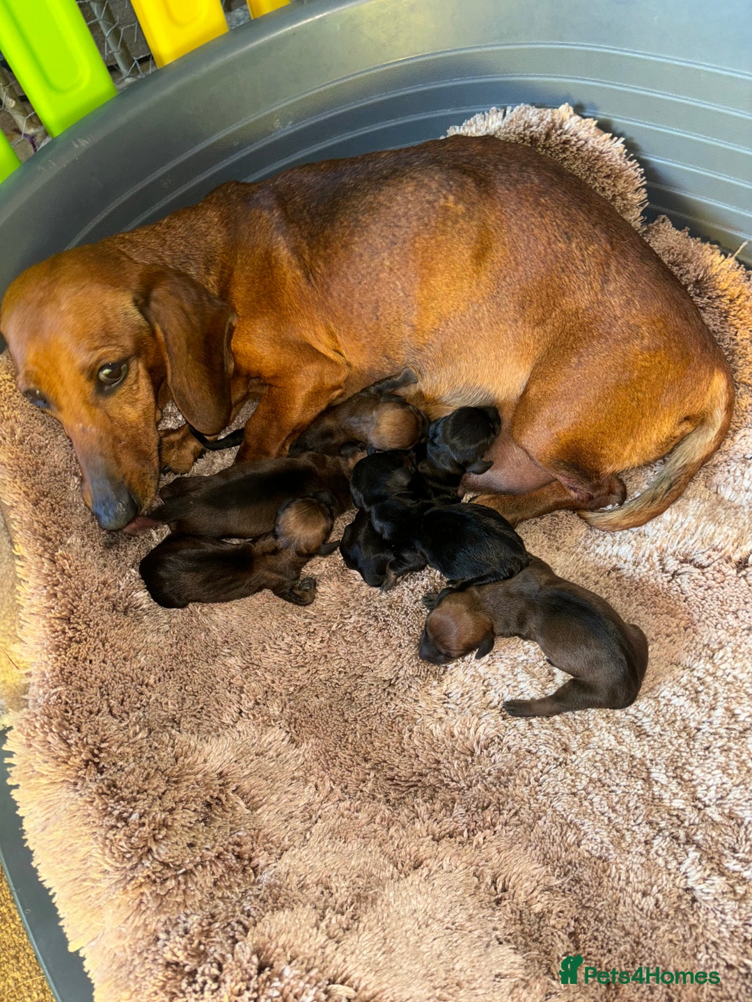 Miniature Dachshund dogs for sale: Miniture dashhounds  - Image 1