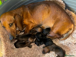 Miniature Dachshund dogs - Advert 2