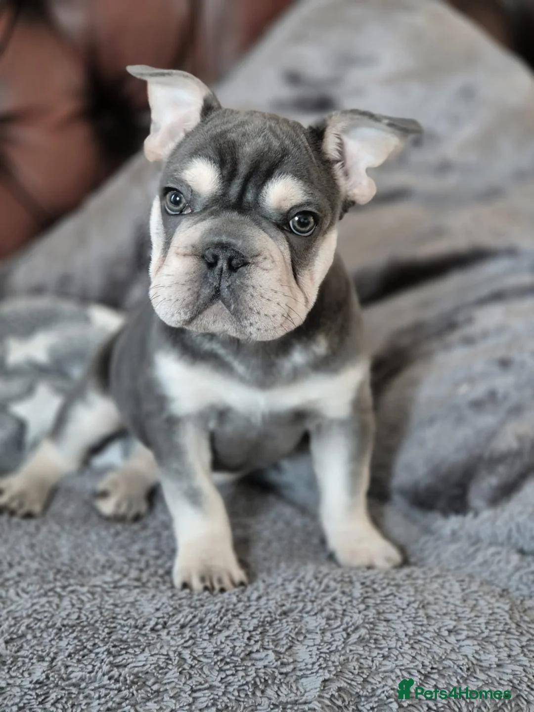 French Bulldog dogs for sale: French bulldog  - Advert 1