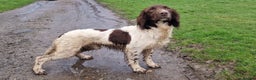English Springer Spaniel dogs for stud: Fully Health Tested Exceptionally bred ESS Stud in Rye - Advert 2