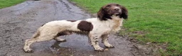English Springer Spaniel dogs for stud: Fully Health Tested Exceptionally bred ESS Stud in Rye - Advert 2
