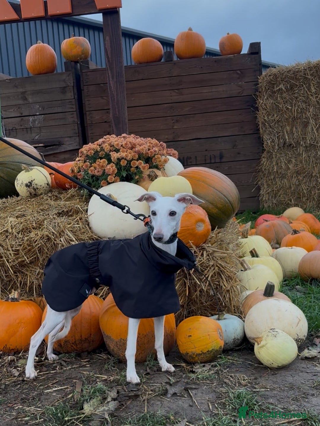 Italian Greyhound dogs for stud: MR RALPH AT STUD ( HEALTH TESTED ) - Advert 9