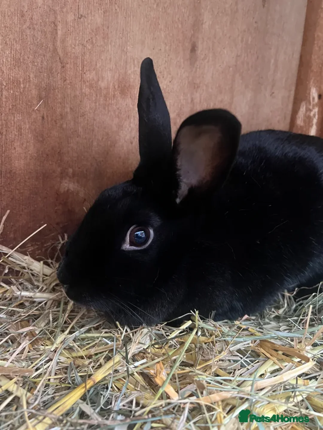 Dutch rabbits for sale: Mixed Dutch rabbits - Advert 5
