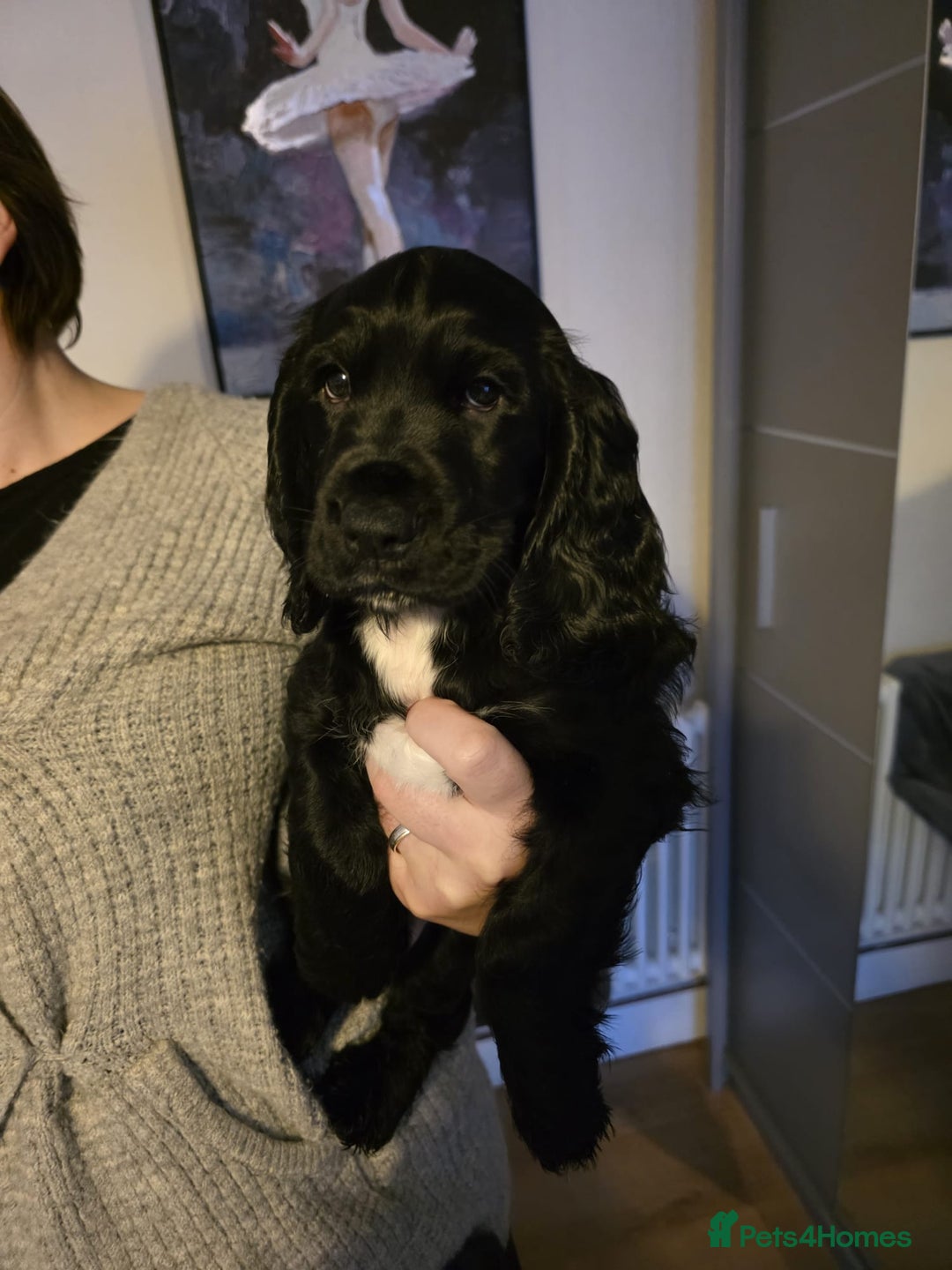 English Springer Spaniel dogs for sale: Spaniel puppies 1 Girl & 3 Boys  - Advert 3