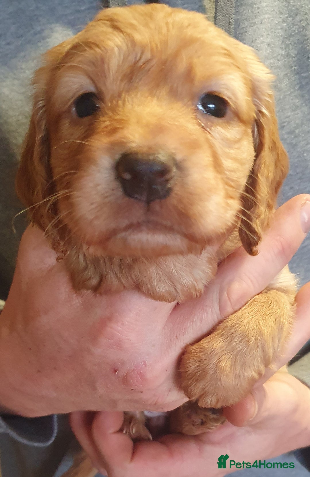 Cocker Spaniel dogs for sale: KC Registered Working Cocker Spaniel  - Advert 17