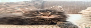 Maine Coon 1