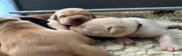 Labrador Retriever dogs for sale: 🐶STUNNING LABRADOR PUPPIES 🐶 - Advert 3