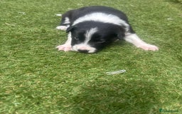Border Collie dogs for sale: Fluffy long coat Blue merle border collie puppies - Image 19