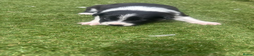Border Collie Puppy 2